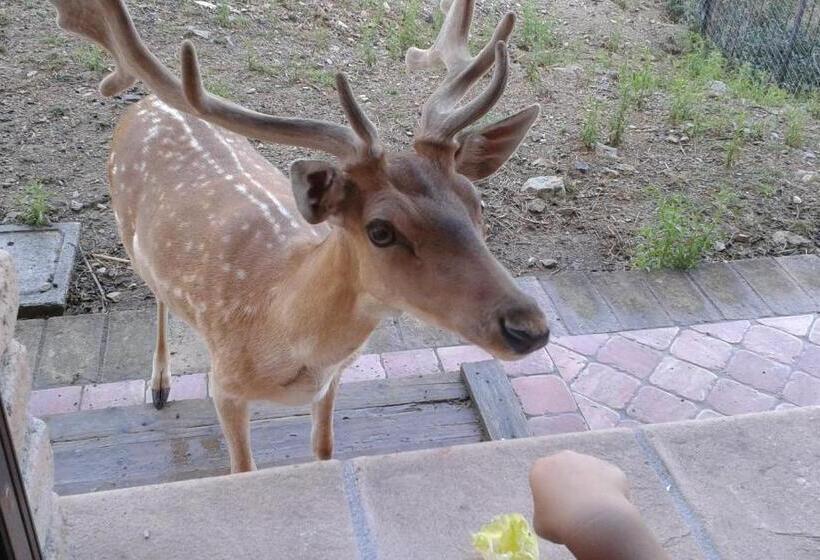 호텔 Agriturismo Olivastrella