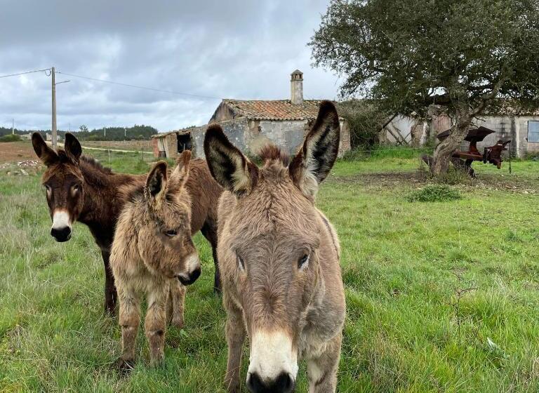 فندق Monte Joao Roupeiro   Turismo Rural