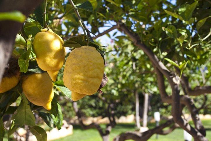 مبيت وإفطار Ilgiardinodellanonna