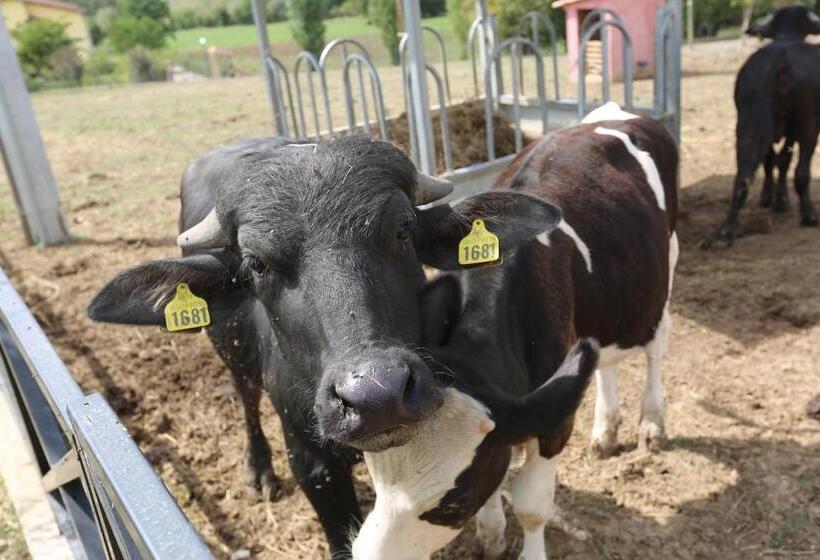 Agriturismo Ciociaro  Il Colle  Hotel Ristorante