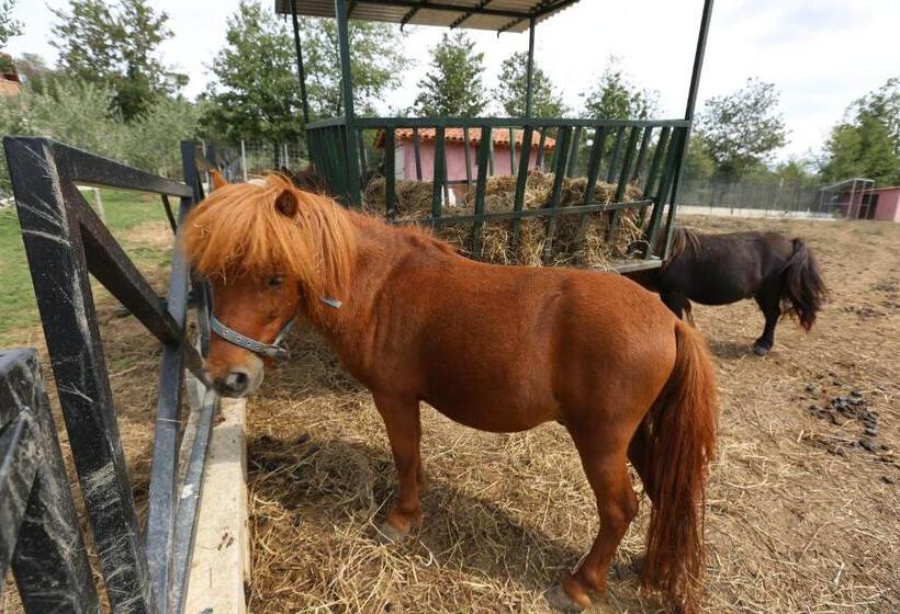 Agriturismo Ciociaro  Il Colle  Hotel Ristorante
