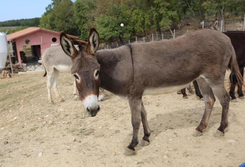 Agriturismo Ciociaro  Il Colle  Hotel Ristorante
