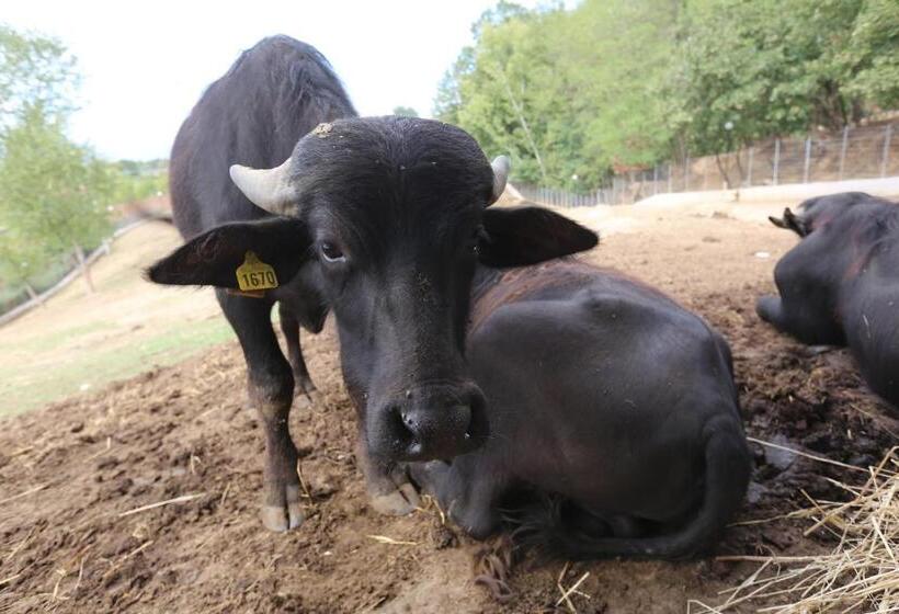 Agriturismo Ciociaro  Il Colle  Hotel Ristorante