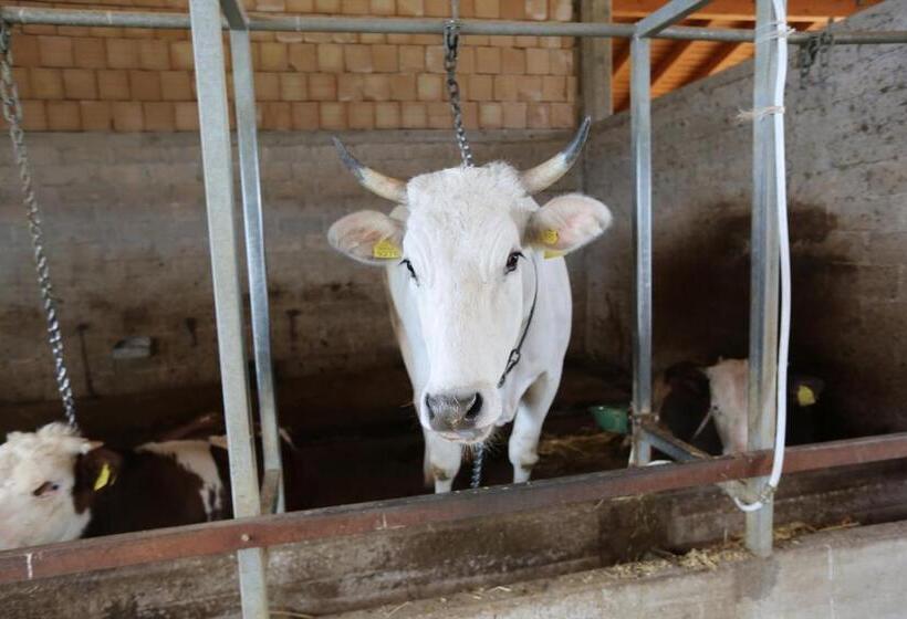 Agriturismo Ciociaro  Il Colle  Hotel Ristorante