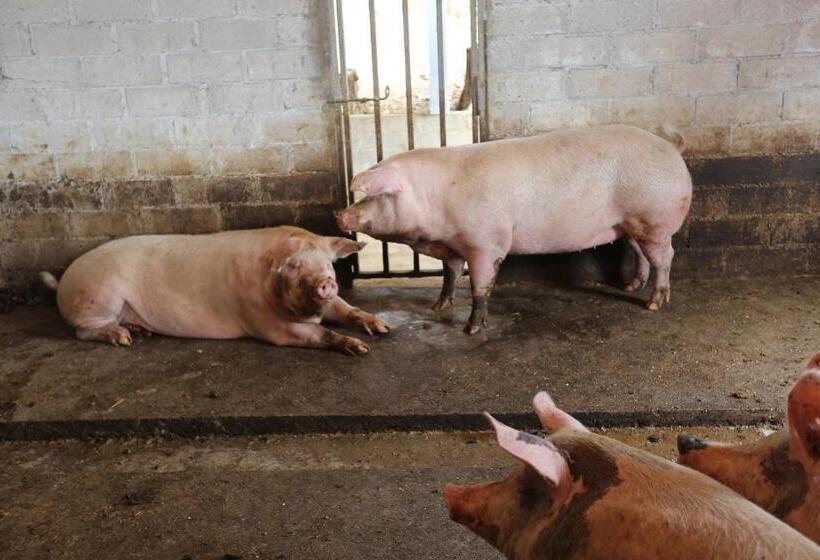 Agriturismo Ciociaro  Il Colle  Hotel Ristorante