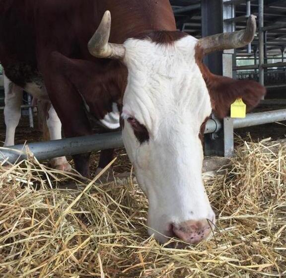 酒店 Agriturismo Armienti