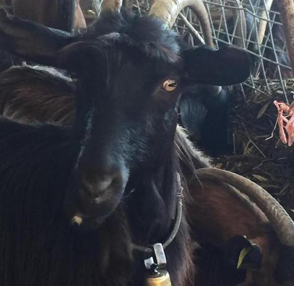 酒店 Agriturismo Armienti