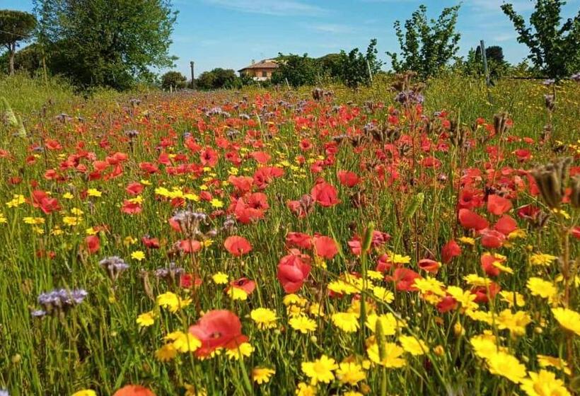 Отель Agriturismo Il Tripesce