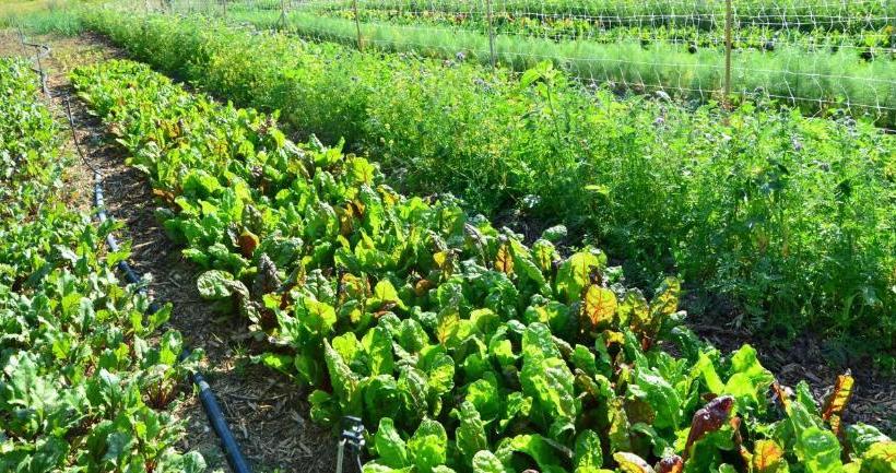 فندق Agriturismo Biologico Autosufficienza