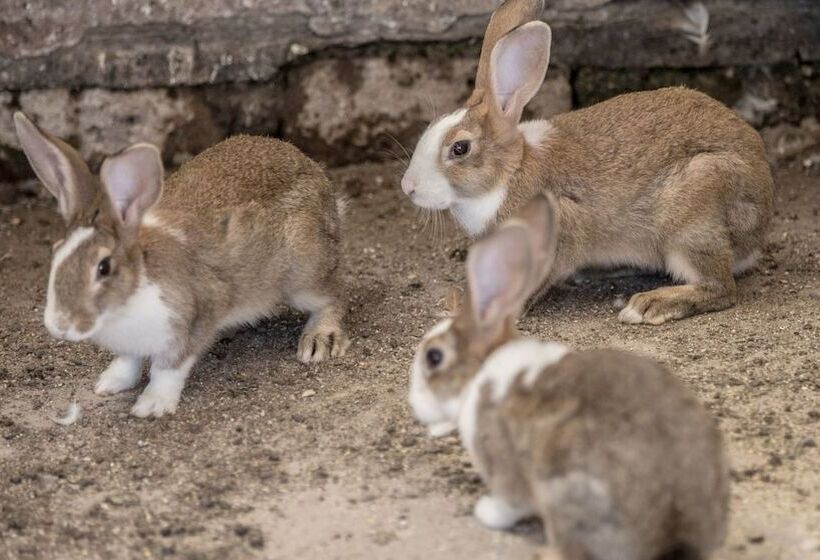 בית מלון כפרי Traldi Resort