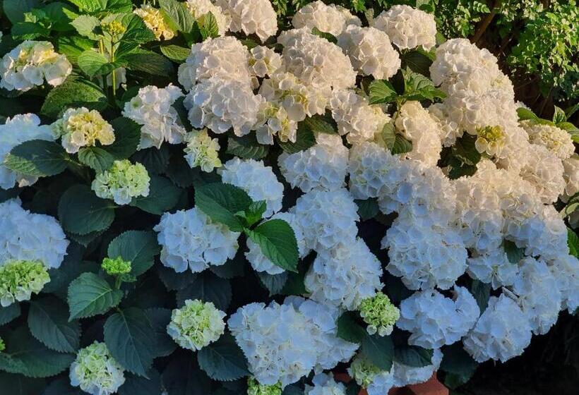 膳宿费 Arenosu Comfort Country Resort