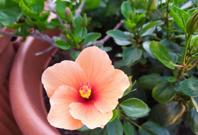 פנסיון Coccinella