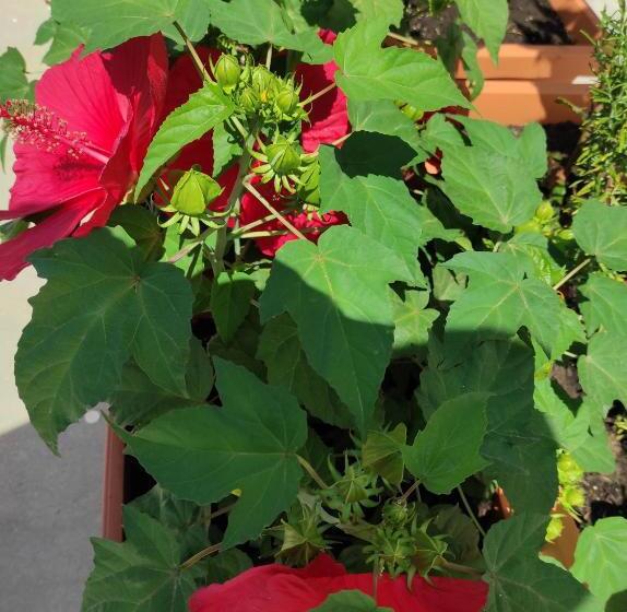 פנסיון Coccinella