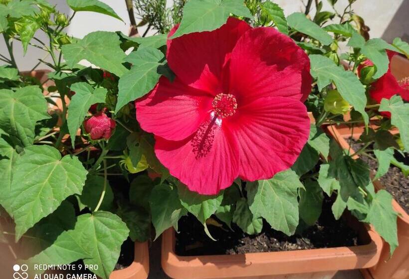 פנסיון Coccinella