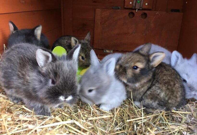 ホテル Agriturismo Casa Aurora