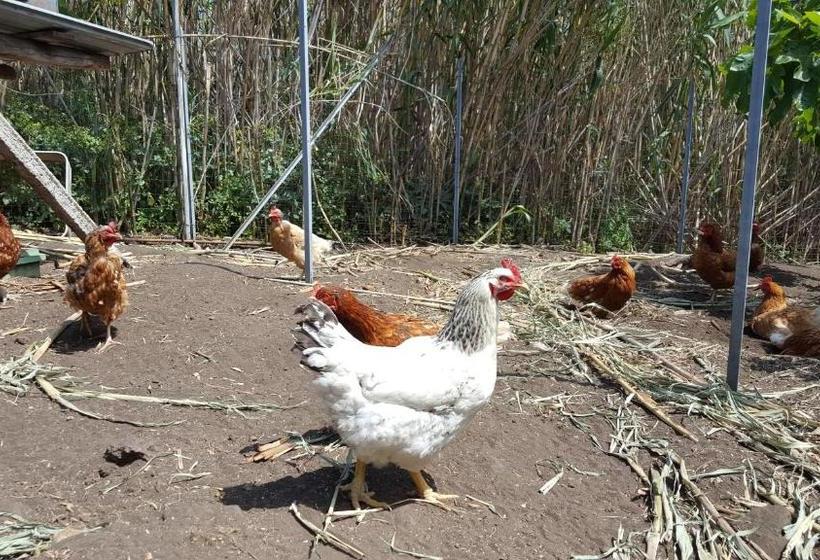 בית מלון כפרי Agriturismo Solemare