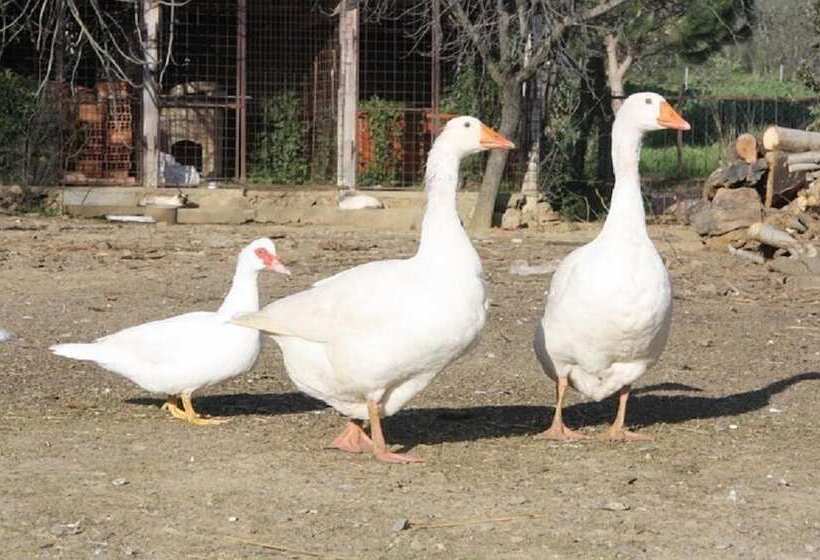 בית מלון כפרי Agriturismo Vigna Mai