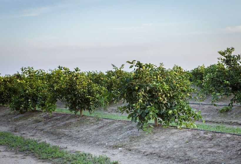 Отель Agrumare Farm Holiday