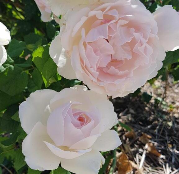 酒店 Agriturismo Frascje Dai Spadons