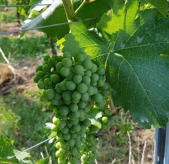 酒店 Agriturismo Frascje Dai Spadons