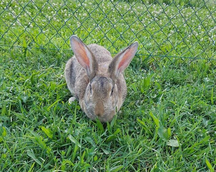 酒店 Agriturismo Frascje Dai Spadons