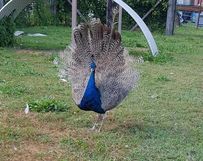 酒店 Agriturismo Frascje Dai Spadons