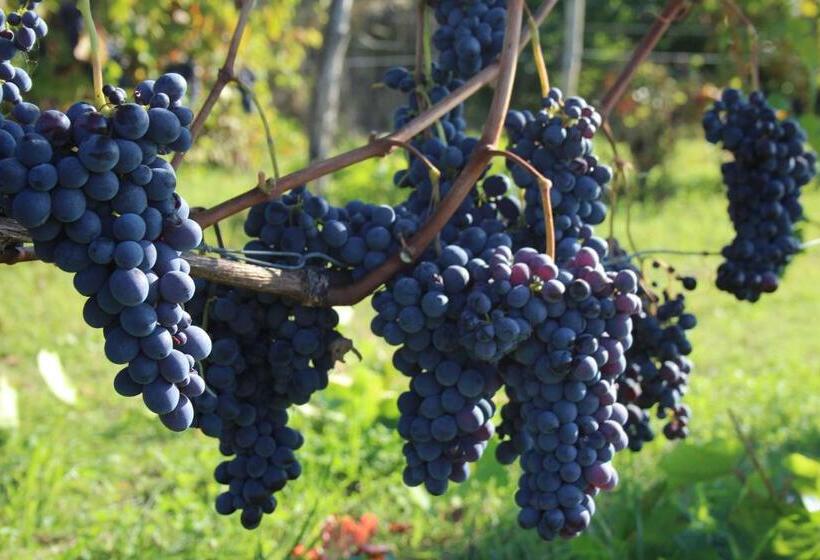 호텔 Azienda Agricola Garoglio Davide