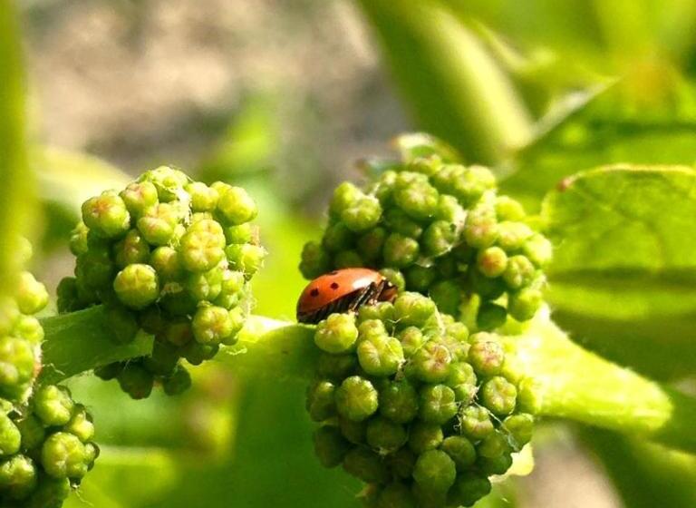 호텔 Azienda Agricola Garoglio Davide