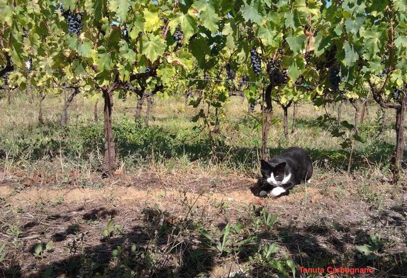 فندق Tenuta Carbognano