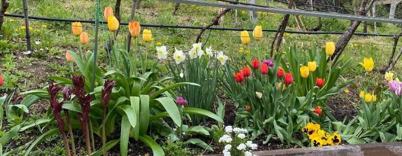 膳宿费 Garni San Paolo