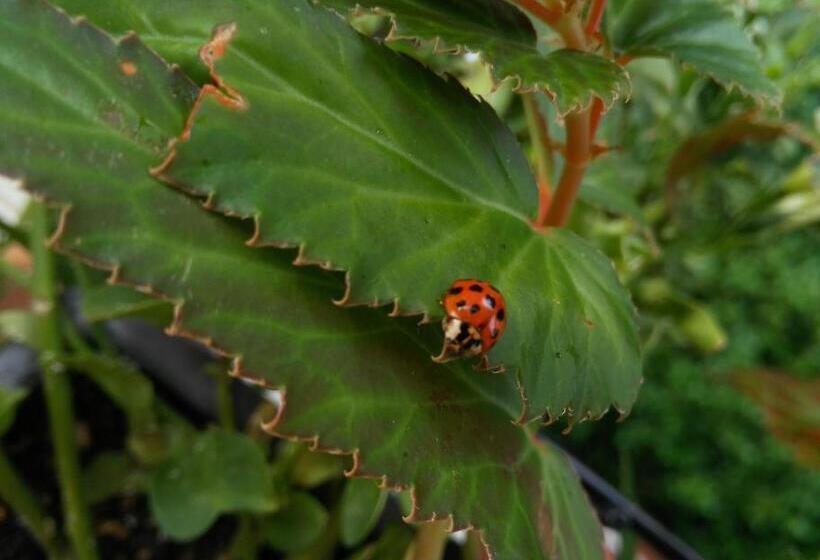 פנסיון Le3stanze