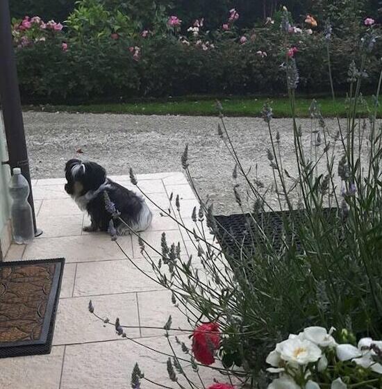 Bed and Breakfast Green Rose