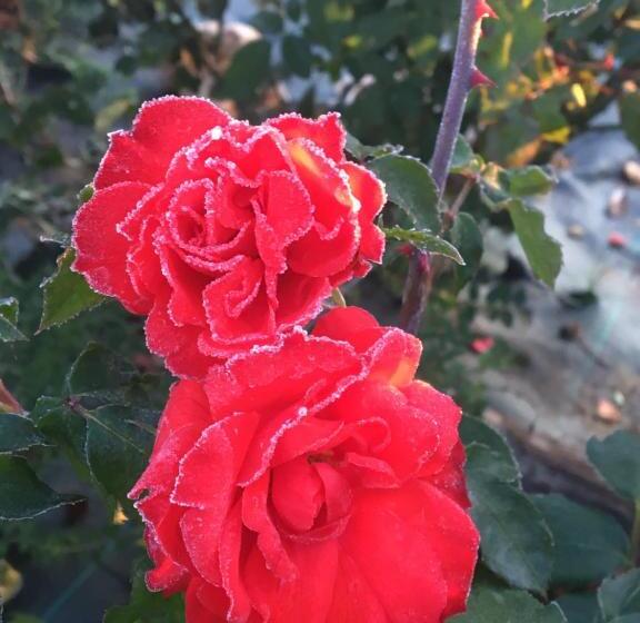 בית מלון כפרי Agriturismo Da Mamma