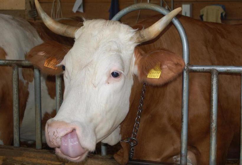 בית מלון כפרי Agriturismo I Due Angeli