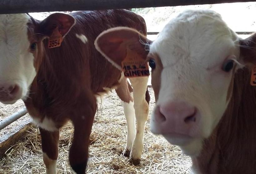 בית מלון כפרי Agriturismo I Due Angeli