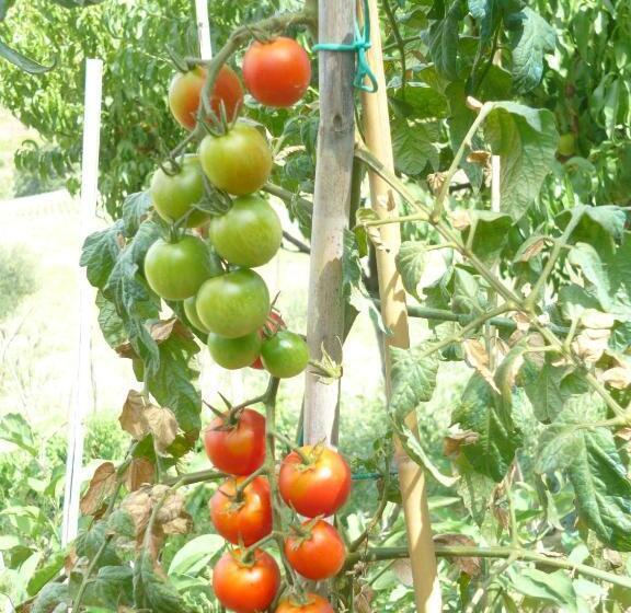 בית מלון כפרי Agriturismo Il Bacucco