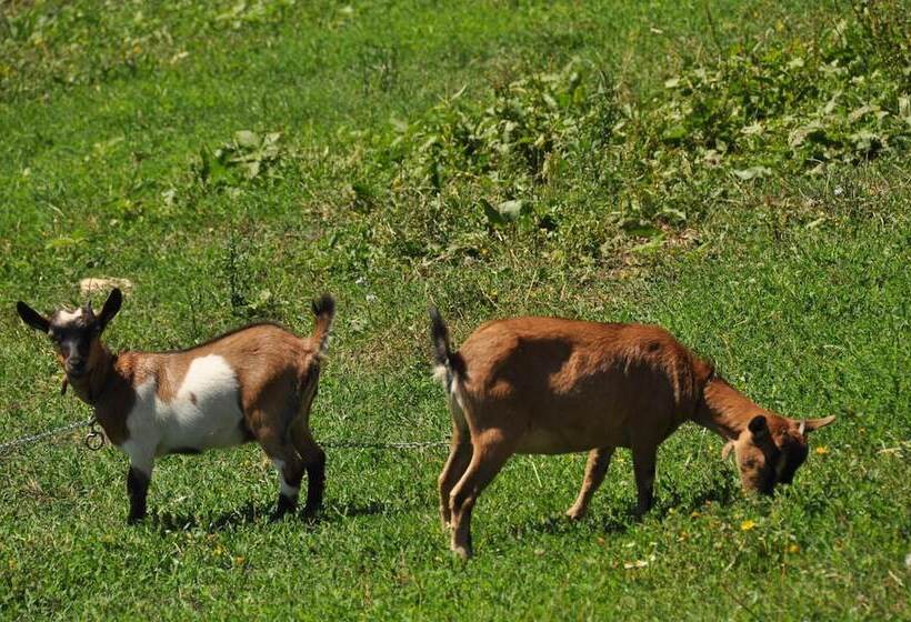 Отель Agriturismo Yes Boss