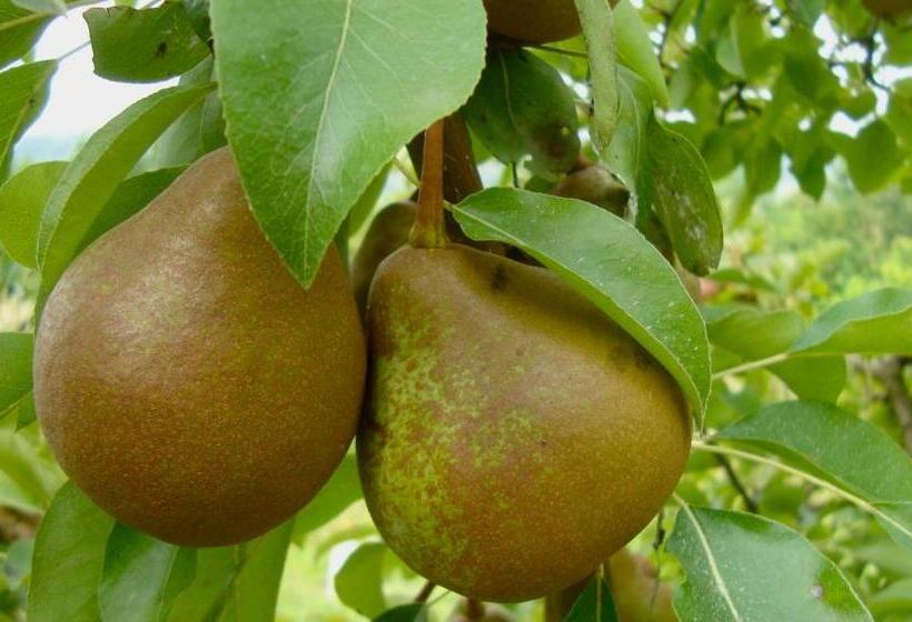 Отель La Volpe E L'uva