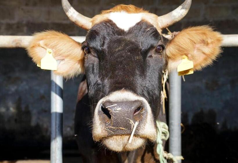 בית מלון כפרי Masseria La Fica