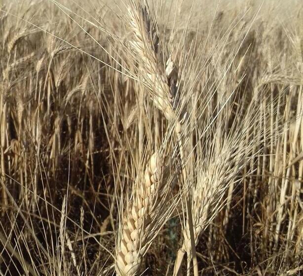 בית מלון כפרי Masseria La Fica