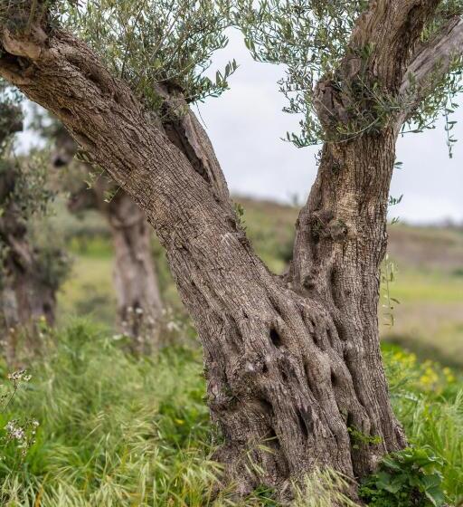 Отель Tenute Piazza Countryhouse