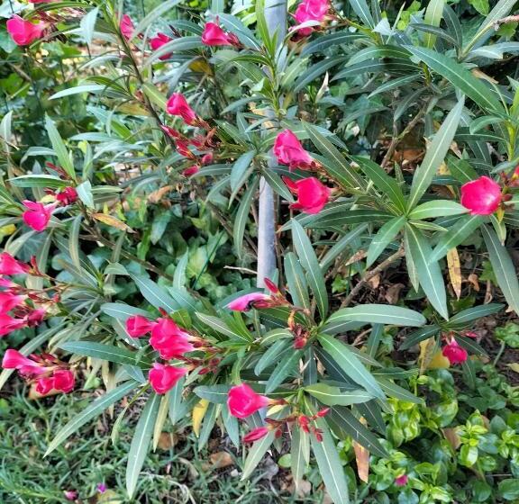 פנסיון Night & Day Affittacamere Di Laura Patuelli