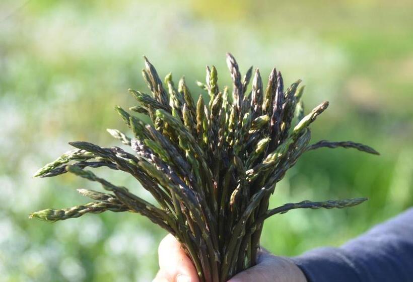 בית מלון כפרי Agriturismo Turudhis