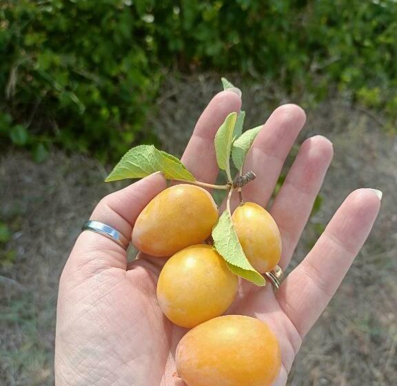 호텔 Il Praedio Della Reale