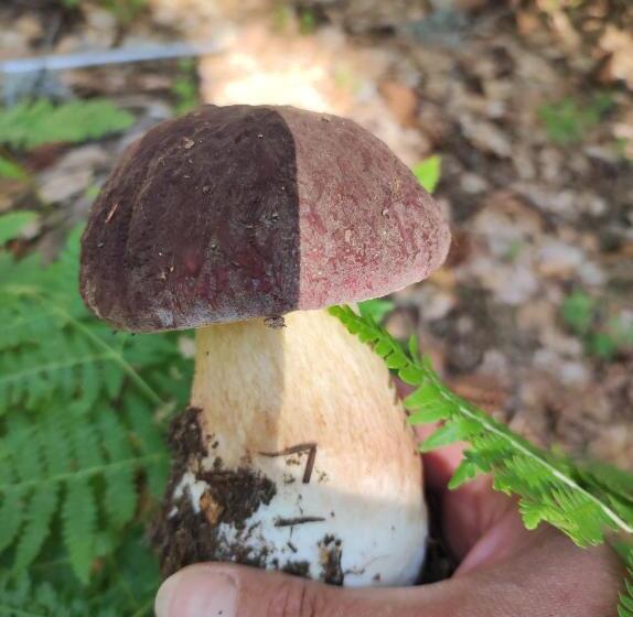 פנסיון Guest House Caracas