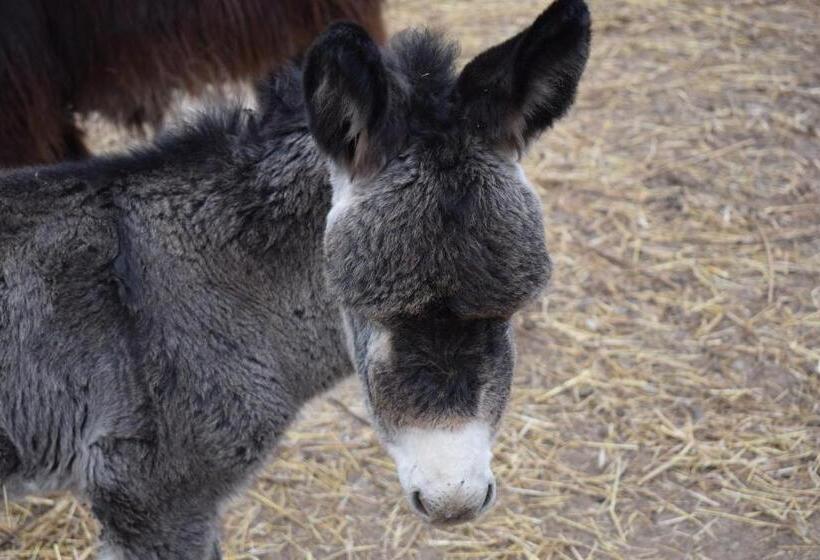 ホテル Agriturismo Cà Del Lupo