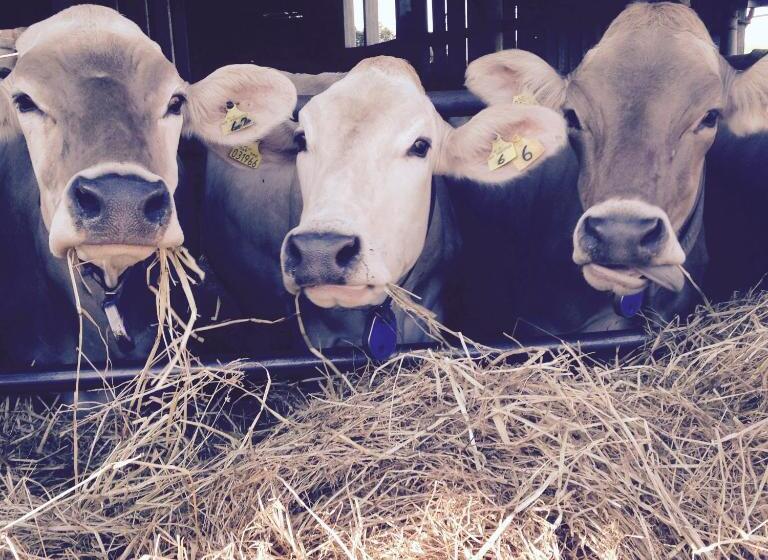 בית מלון כפרי Agriturismo Colle Tripio