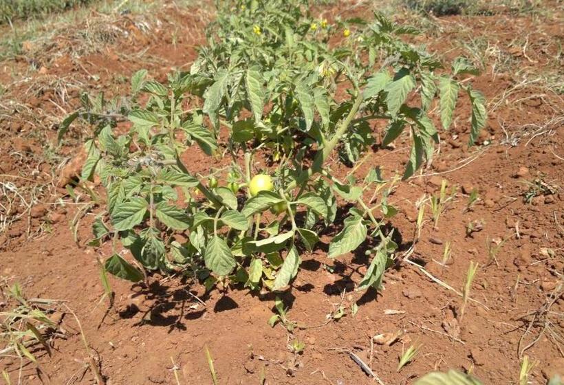 ホテル Podere40 Country