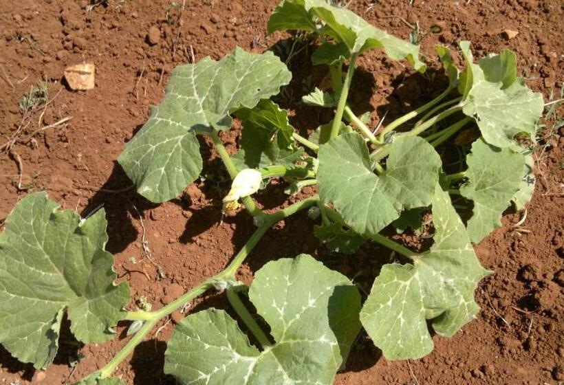 ホテル Podere40 Country