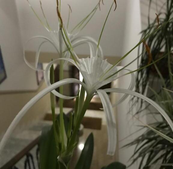 بنسيون Civico7